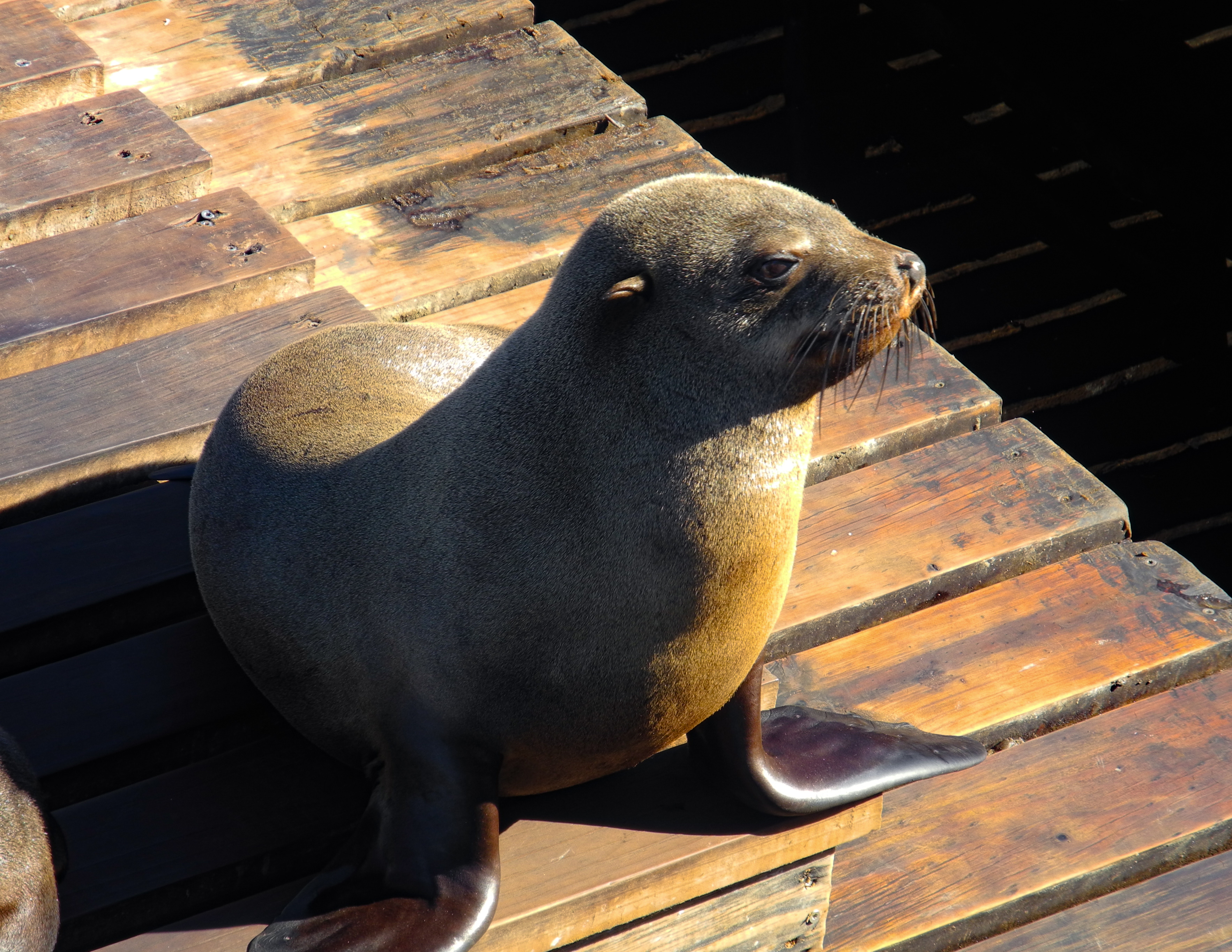 Young seal close portrait